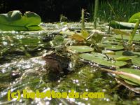 /home//u458753944/public_html/sourcegallery//Frogs/More bullfrogs/P7261293.JPG